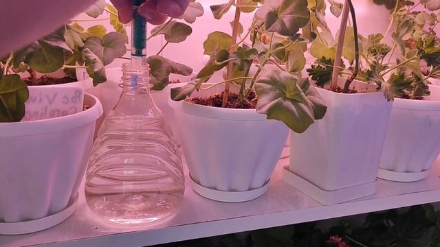 СЕКРЕТ МОЩНОЙ КОРНЕВОЙ НА ЧЕРЕНКАХ ПЕЛАРГОНИИ! БЕШЕННЫЙ РОСТ КОРНЕВОЙ У ГЕРАНИ ОБЕСПЕЧЕН! смотреть онлайн