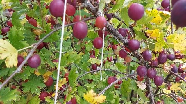+ Свежий урожай крыжовника (5) — 5