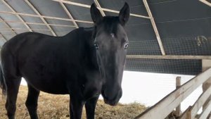 Телочка, два бычка, телочка