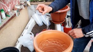 ОДНА ЛОЖКА этого Удобрения и ПЕТУНИЯ Будет ВОЛШЕБНОЙ !!! чем и как подкормить