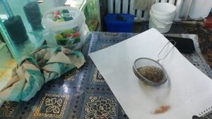 Разведение дафнии из сухой и замороженной - результаты