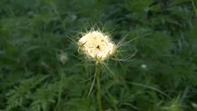 Морковь дикая. Сорняк смотреть онлайн