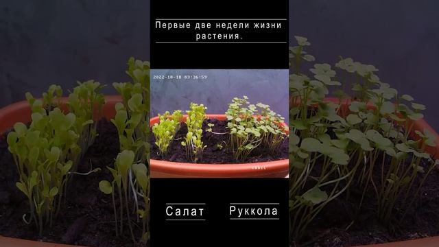 Таймлапс: Первые две недели жизни растения, руккола и салат