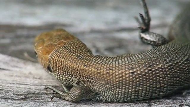 Ящерица (Lizard). AllVideo.