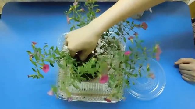 Как спасти засохший цветок ! смотреть онлайн