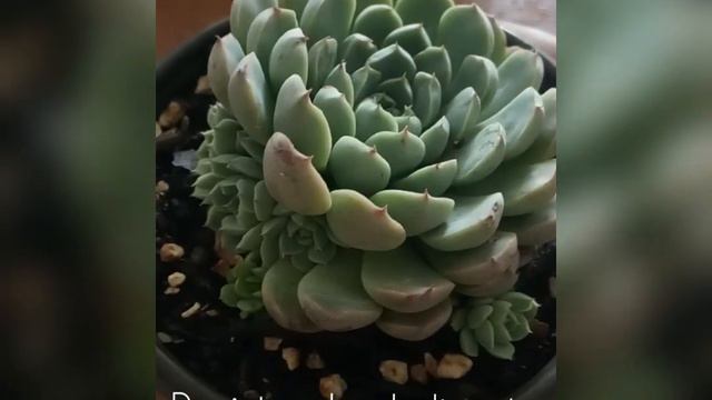 Echeveria Mínima..(cuidados?). смотреть онлайн