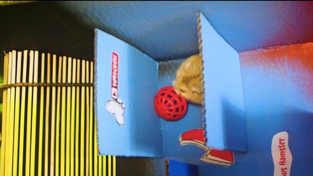 Лабиринт для хомяка с препятствиями и ловушками🐹