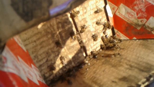 Пчелы оживают смотреть онлайн