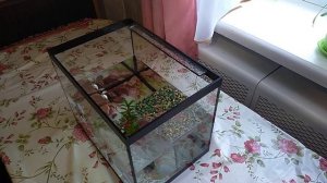 Уход за красноухой черепахой в домашних условиях