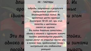 Лилии: виды и сорта. Как выбрать свою лилию?