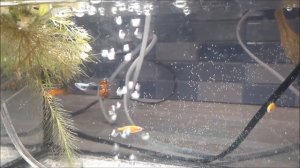 Советы начинающим аквариумистам.