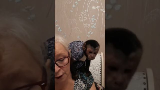 ОРЕХОГРЫЗ в деле ( обезьянки макака Федя и капуцин Ульяна)