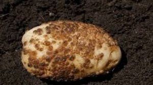 БОРЬБА С ПАРШОЙ КАРТОФЕЛЯ