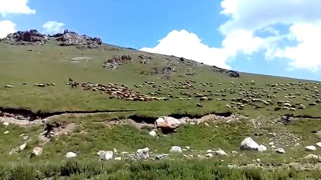 Горы в овцах или овцы в горах. Кыргызстан. Отмок. смотреть онлайн