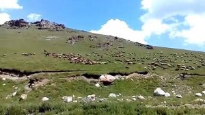 Горы в овцах или овцы в горах. Кыргызстан. Отмок.