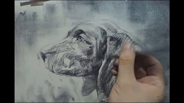 Drawing a dog (Black Labrador) in charcoal смотреть онлайн