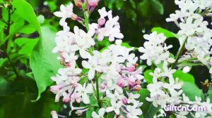 Bumblebees trees flowers ,workaholic,шмели трудяги,