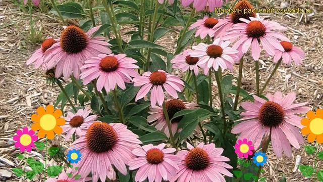 Эхинацея пурпурная Роскошь Прерии. Краткий обзор, описание echinacea purpurea Prairie Splendor