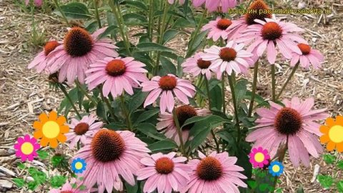 Эхинацея пурпурная Роскошь Прерии. Краткий обзор, описание echinacea purpurea Prairie Splendor