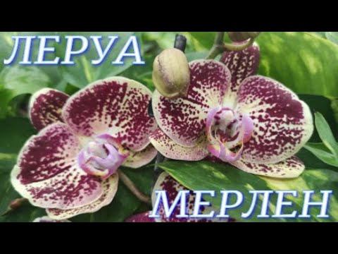 №740/ КРАСАВИЦЫ орхидеи от МОСКОВСКОГО поставщика в ЛЕРУА МЕРЛЕН