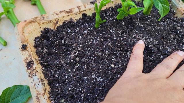 how to propagate angels trumpets by cutting. смотреть онлайн