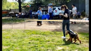 Наш вельштерьер на выставке.V-2021