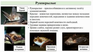 Тип Хордовые. Тема 46. Многообразие млекопитающих:первозвери и настоящие звери, рукокрылые и грызун