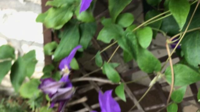 clématite de Jackman 'Clematis jackmanii Superba' ou 'Gipsy Queen' Les fleurs papillons смотреть онлайн