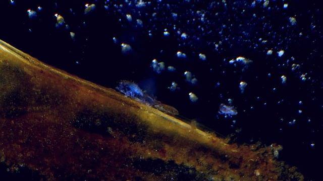 Ногохвостки в аквариуме без рыб смотреть онлайн