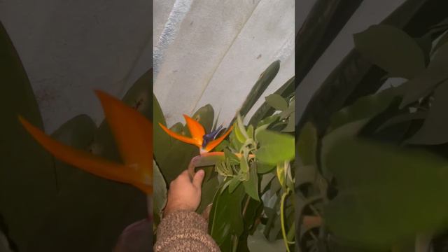 How to tell if bird of paradise is about to flower (@gardeningthroughtheseasons ) смотреть онлайн