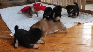 Shiba inu (Сиба ину)