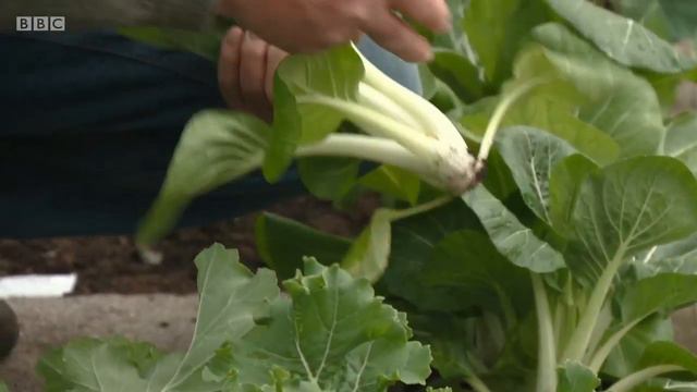 Beechgrove Garden Highlights смотреть онлайн