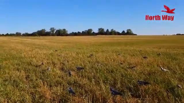 Чучела голубь Вяхирь Softplast, скорлупки вяхирь North Way