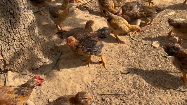 CHICKEN FARM - How to deodorize barns - Poultry farmers need to know