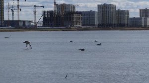 В столицу Казахстана Астану прилетели фламинго.