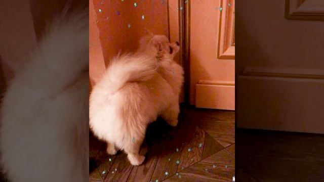 Мне туда надо! ?Боня.   Померанский шпиц. Забавные животные. !Pomeranian. Funny animals. Dear Bonya