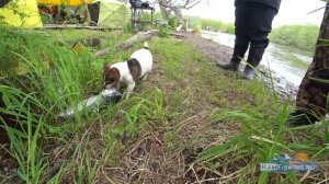 ЧавычТерьер работает по чавыче - лучшая собака для рыбалки. Собака улетает с лодки