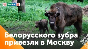 Белорусский зубр будет обитать в Московском зоопарке