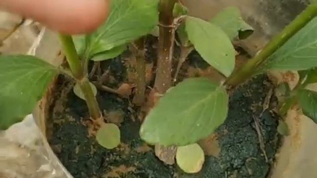 Mexican petunia plant care смотреть онлайн