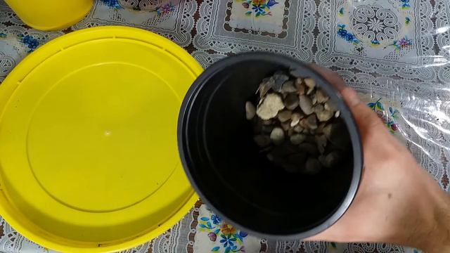 Salvez un cactus de daunatori - Echinopsis Subdenudata | Replantare