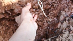 Залегание "Красной-приозёрной" глины от Ахмадеевой Индиры