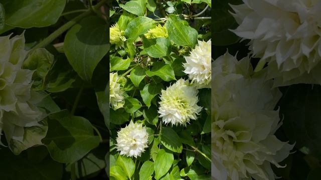 [Clematis] Duchess of Edinburgh before Flowering in Luna's Rose Garden 2023.