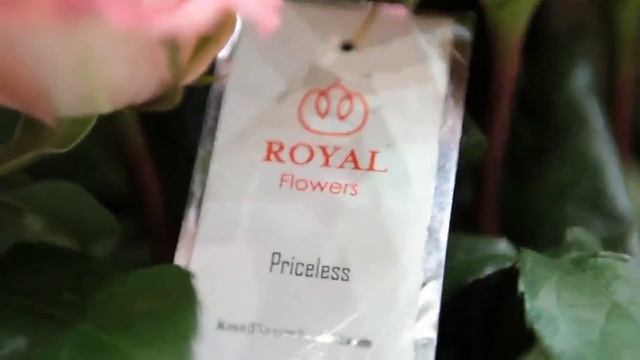 Royal Flowers Moscow смотреть онлайн