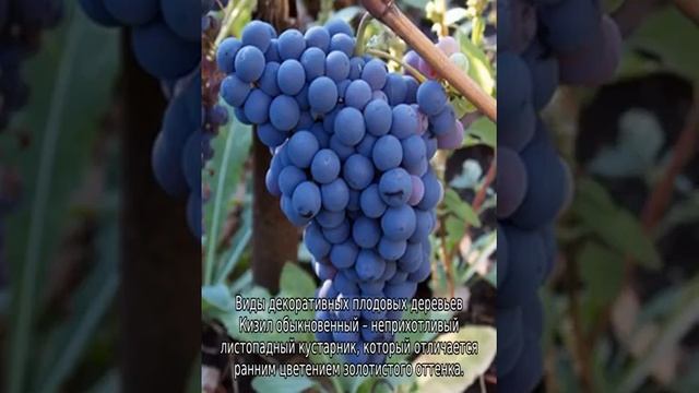 Плодовые деревья для сада