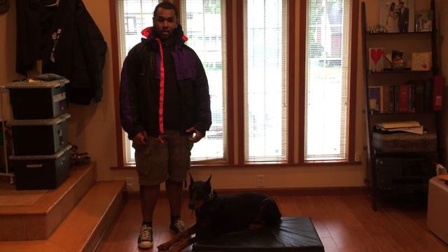 New York Dog Trainer: Owner Testimonial for Gus, 8 month Doberman-Best Trainers in NY смотреть онлайн