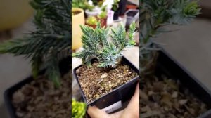 Распаковка посылки из питомника растений#растения#для сада#хвойные растения#обзор