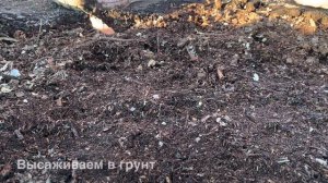 Посадка голубики Дюк. Посадка лохини