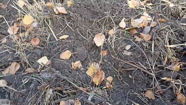 Не коп а сказка осенью. ????????? смотреть онлайн