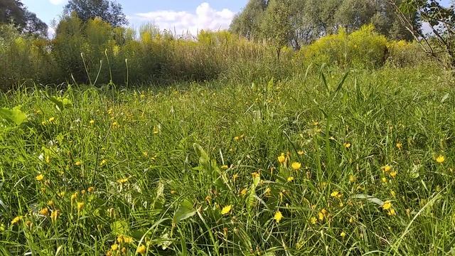 Какая сила стоит за мной ? Какую традицию избрать ? Поиск своей магической силы и традиции смотреть онлайн