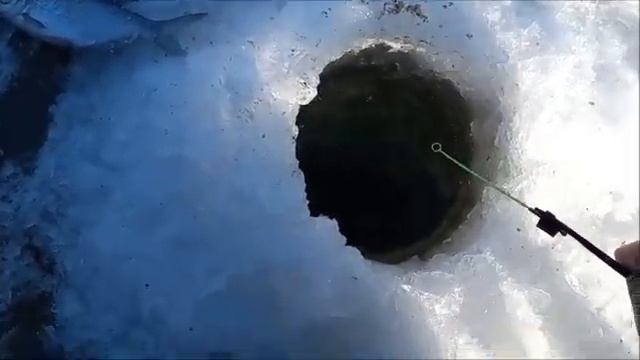 Бешенный клёв густеры на болтушку зимой.Рыбалка 2023 р Дон. смотреть онлайн